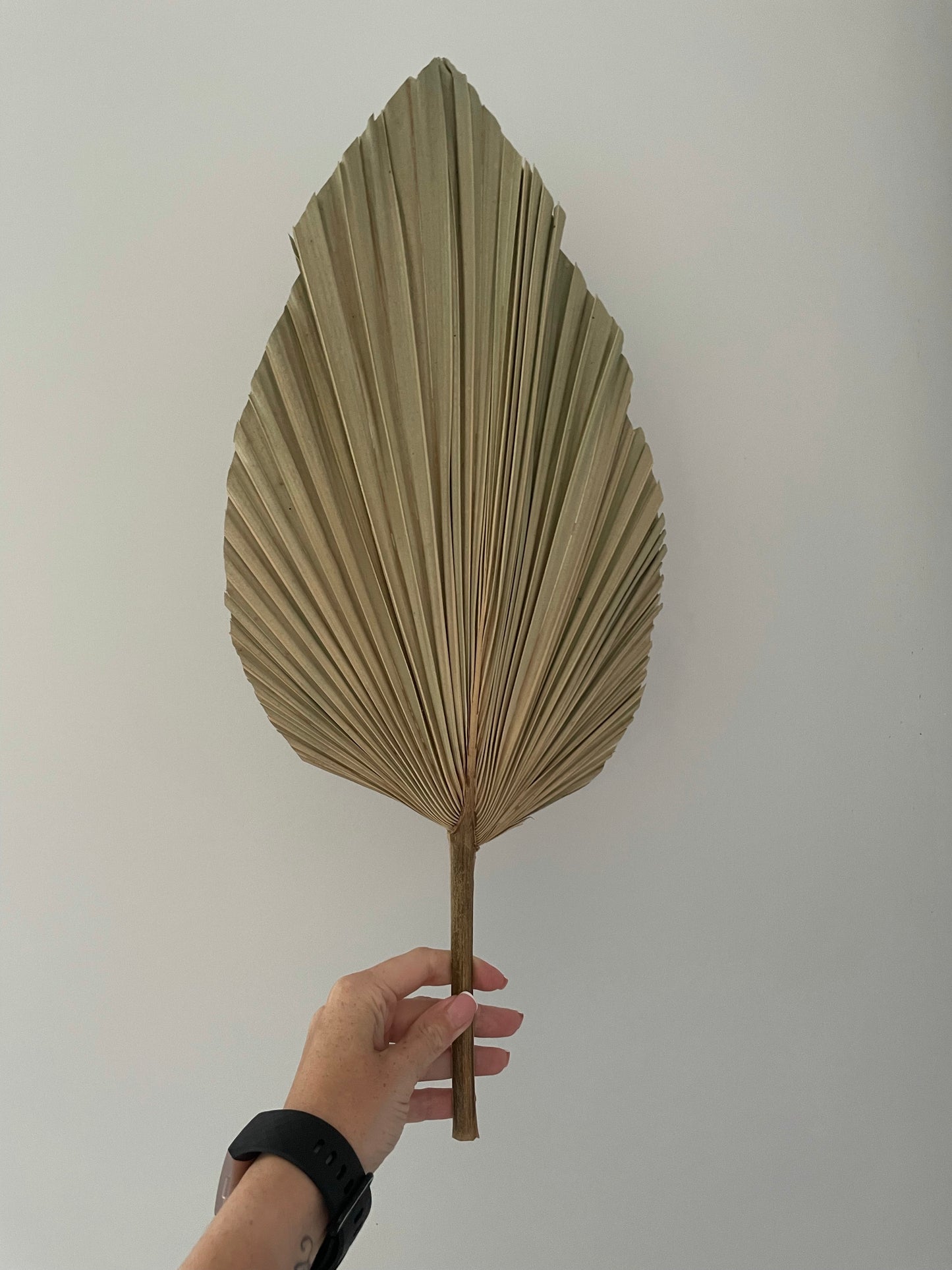 Large Dried Spear Palm Fans Natural